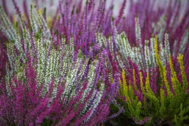 Calluna vulgaris