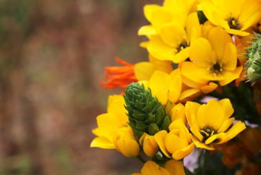 Ornithogalum dubium bulbs