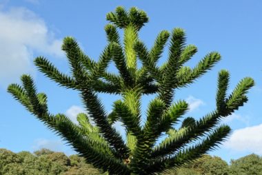 Araucaria araucana