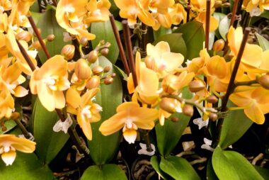 Phalaenopsis Tissue Culture