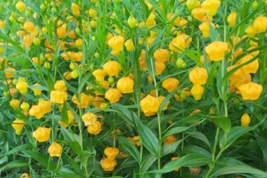Sandersonia aurantiaca tubers